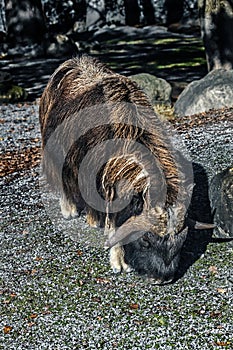 Musk-ox grazing on the lawn 3