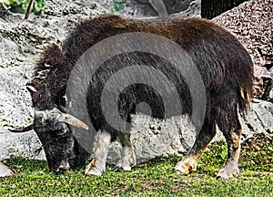 Musk-ox grazing on the lawn 8 photo
