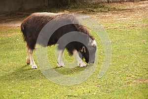 Musk Ox. Grazing in a meadow.