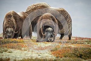 Musk ox, iceage remnant