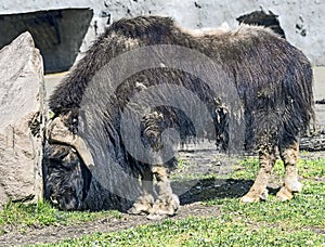 Musk-ox in its enclosure 1