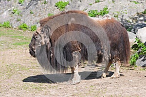 Musk ox