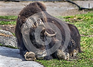 Musk-ox on the lawn 2