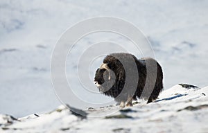 Musk ox in the mountains of Dovrefjell in winter