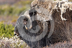 Musk ox on Norwegian summer landscape