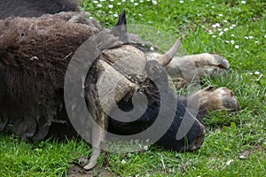 Musk ox Ovibos moschatus