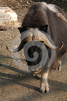 Musk ox