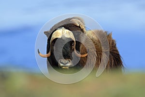 Musk Ox, Ovibos moschatus, with mountain Snoheta in the background, big animal in the nature habitat. Big dangerous animal from no