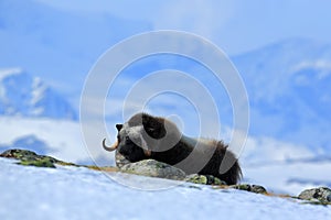 Musk Ox, Ovibos moschatus, with mountain Snoheta in the background, big animal in the nature habitat, Dovrefjellâ€“Sunndalsfjella