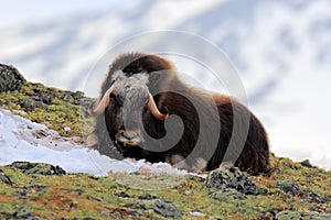 Musk Ox, Ovibos moschatus, with mountain Snoheta in the background, big animal in the nature habitat, Dovrefjellâ€“Sunndalsfjella