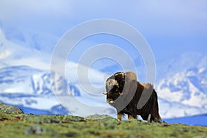 Musk Ox, Ovibos moschatus, with mountain and snow in the background, big animal in the nature habitat, Greenland