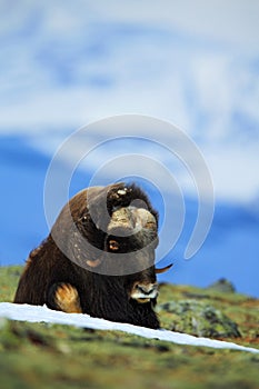 Musk Ox, Ovibos moschatus, with mountain and snow in the background, big animal in the nature habitat, Greenland