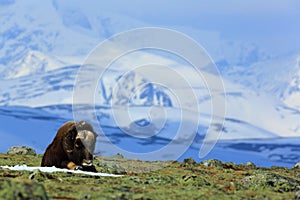 Musk Ox, Ovibos moschatus, with mountain and snow in the background, big animal in the nature habitat, Greenland. Wildlife scene