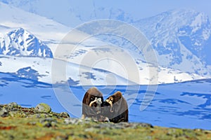 Musk Ox, Ovibos moschatus, with mountain and snow in the background, big animal in the nature habitat, Norway. Wildlife Europe, bi