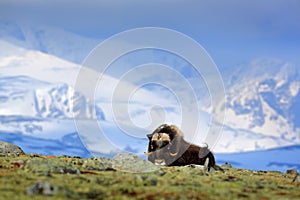 Musk Ox, Ovibos moschatus, with mountain and snow in the background, big animal in the nature habitat, Norway. Wildlife Europe, bi