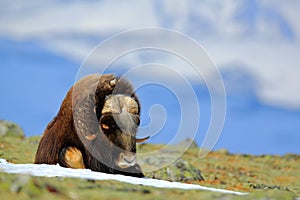 Musk Ox, Ovibos moschatus, with mountain and snow in the background, big animal in the nature habitat, Norway. Wildlife Europe, bi