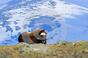 Musk Ox, Ovibos moschatus, with mountain and snow in the background, big animal in the nature habitat, Norway. Wildlife Europe, bi