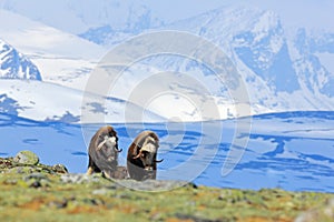 Musk Ox, Ovibos moschatus, with mountain and snow in the background, big animal in the nature habitat, Norway. Wildlife Europe, bi