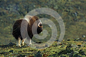 Musk Ox, Ovibos moschatus, with mountain and stone in the background, big animal in the nature habitat, Norway