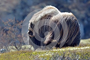 Musk ox photo