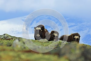 Musk Ox, Ovibos moschatus, three brown animals, females with cub, with snow mountain Snoheta in the background, big animal in the photo