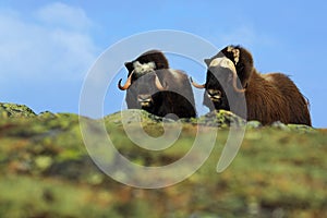 Musk Ox, Ovibos moschatus, Two brown animals with snow mountain Snoheta in the background, big animal in the nature habitat