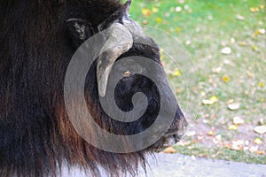 Musk ox on the pasture in the zoo in summer