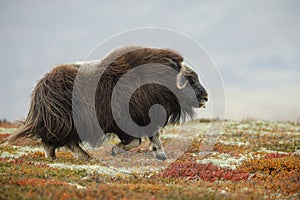 Musk ox running photo