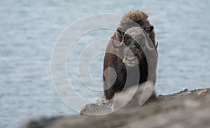 Musk Ox in Rypefjorden, Scoresby Sund, East Greenland photo