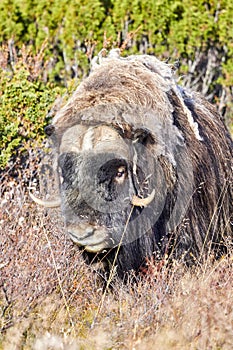 A musk ox in Scandinavia’s mountain region in autumn