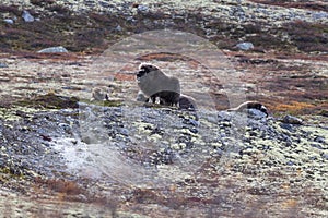 A musk ox in Scandinavia’s mountain region in autumn