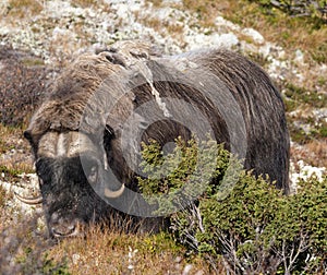 A musk ox in Scandinavia’s mountain region in autumn