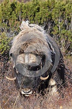 A musk ox in Scandinavia’s mountain region in autumn