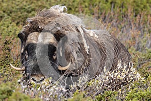 A musk ox in Scandinavia’s mountain region in autumn