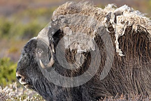 A musk ox in Scandinavia’s mountain region in autumn