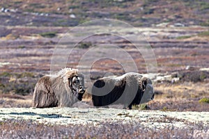 A musk ox in Scandinavia’s mountain region in autumn