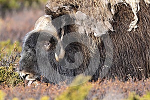 Almizcle el buey en montana región en otono 