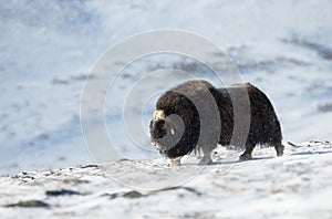 Musk ox standing in the mountains of Dovrefjell in winter