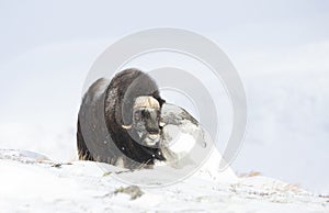 Musk Ox standing in snowy mountains