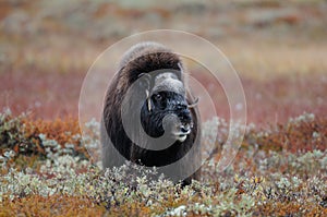 Musk ox in the tundra