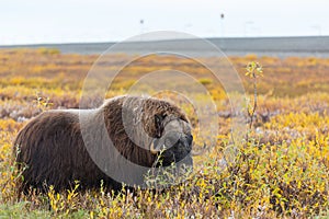 Musk ox