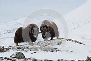 Musk-ox in winter