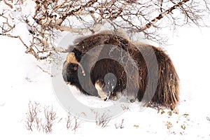 Musk ox in winter in Dovrefjell-Sunndalsfjella National Park Norway