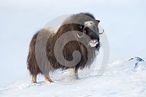 Musk Ox in winter photo