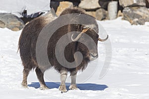 A musk ox in a winter scene