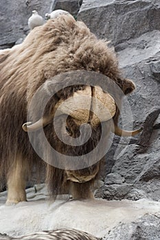 Musk Oxen