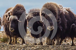 Musk Oxen