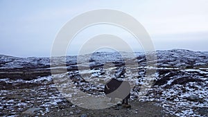 Musk oxen display at Snohetta mountain in Dovrefjell National Oark in Norway