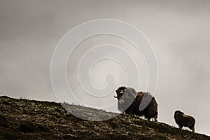 Musk oxen Norway