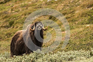 Musk oxen Norway